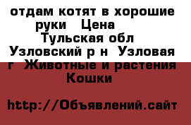 отдам котят в хорошие руки › Цена ­ 10 - Тульская обл., Узловский р-н, Узловая г. Животные и растения » Кошки   